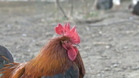 Rooster crows close-up Stock Footage 196976530