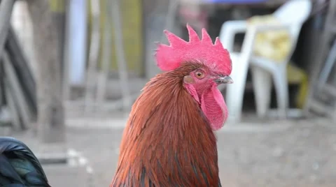 Rooster crows at a farm Stock Footage 47559604