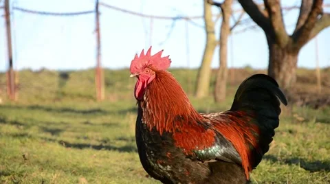 Rooster crows at a farm Stock Footage 47734325