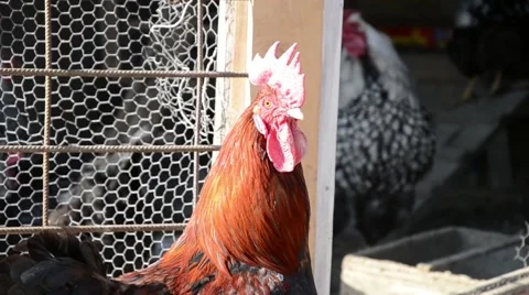 Rooster crows at a farm Stock Footage 48682748