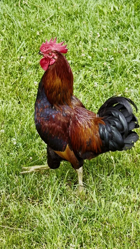 A rooster crows on the farm Video stock 338383022