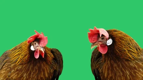 Rooster crows first followed by hen clucking with natural sound. green screen Видео 339003354