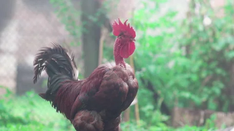 A rooster crows in the fog Stock Footage 219694063