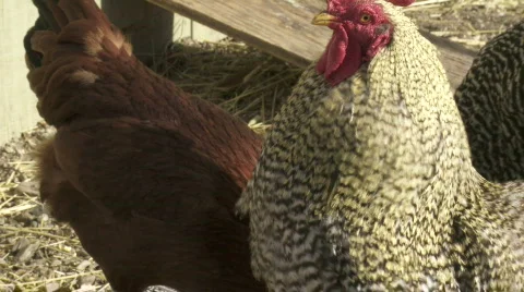 Rooster crows Stock Footage 875383