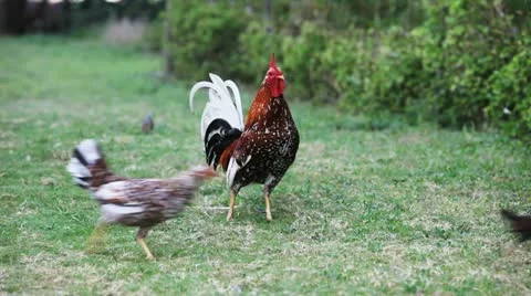 Rooster Crows Stock Footage 12326853