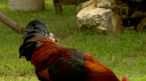 Rooster Crows Stock Footage 22159560