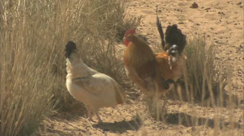 Rooster crows Stock Footage 38658643