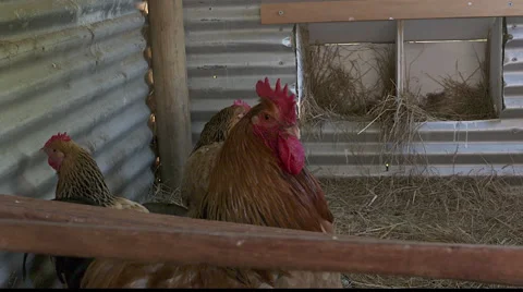 Rooster crows Stock Footage 68386660