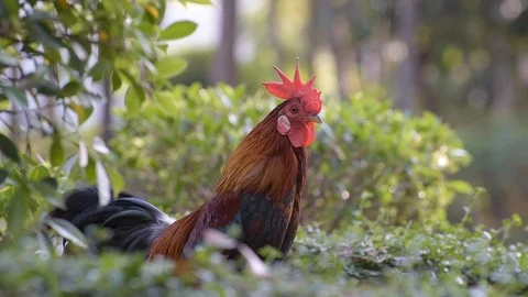 Rooster crows Stock Footage