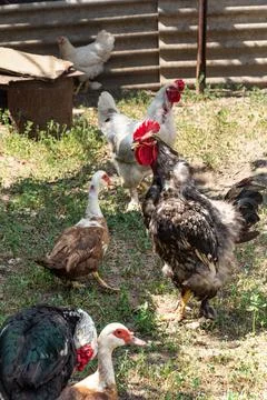 The rooster crows. Indo duck walks nearby. Free range poultry Stock Photos