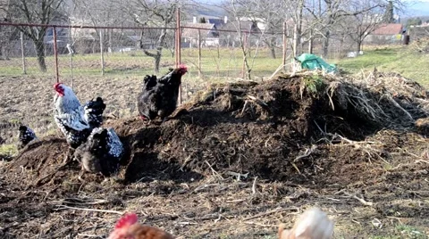 Rooster crows on manure. Roosters and hens feeding on the farm yard Stock-Footage 53528932