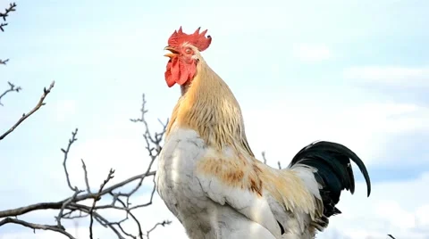 Rooster crows on manure (with sound) Stock Footage 40145009