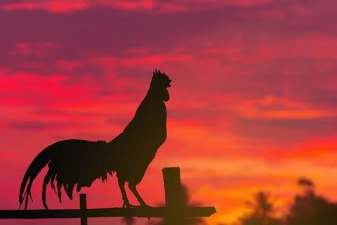 A Rooster crows in morning summer Foto stock