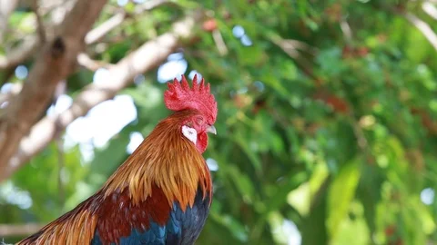 Rooster crows in  Morning sun Stock Footage 100243244