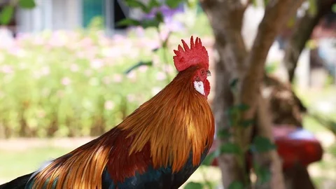 Rooster crows in  Morning sun Stock Footage 100243292