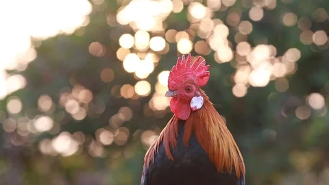 Rooster crows in  Morning sun Stock Footage 100243530