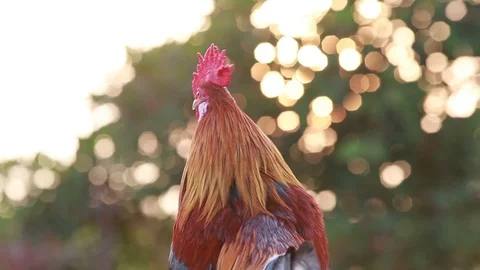 Rooster crows in  Morning sun Stock Footage 100243600