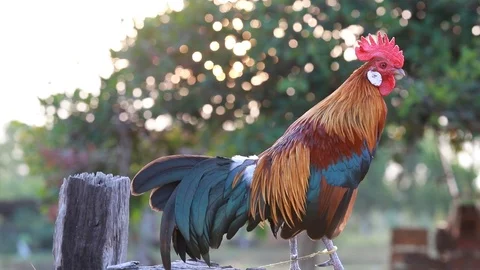 Rooster crows in  Morning sun Stock Footage 100243626