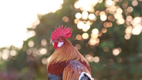 Rooster crows in  Morning sun Stock Footage 100243685