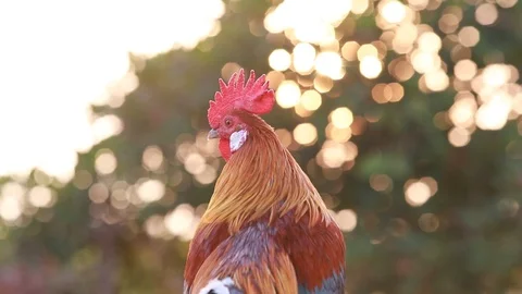 Rooster crows in  Morning sun Stock Footage 100243931