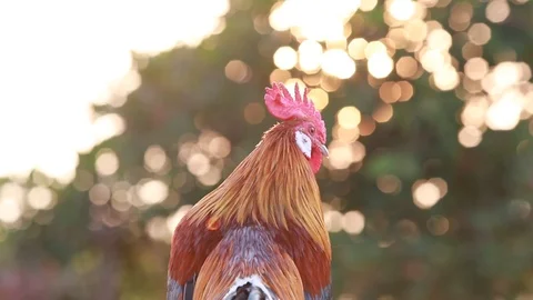 Rooster crows in  Morning sun Stock Footage 100243978