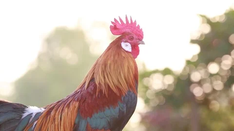 Rooster crows in  Morning sun Stock Footage 100244009