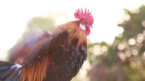Rooster crows in  Morning sun Stock Footage 100244050