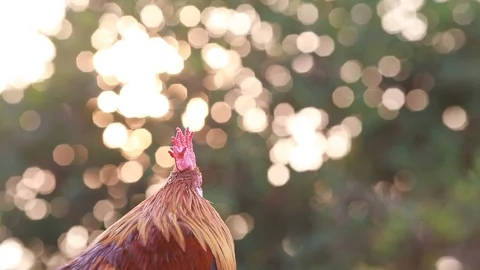 Rooster crows in  Morning sun Stock Footage 100244159