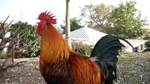 Rooster crows. Rooster close up. Vídeos de archivo 100851309