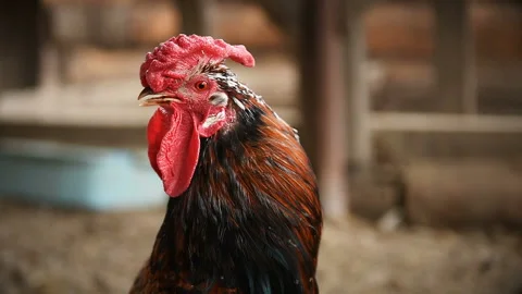 Rooster crows - slow motion video Stock Footage 89254690