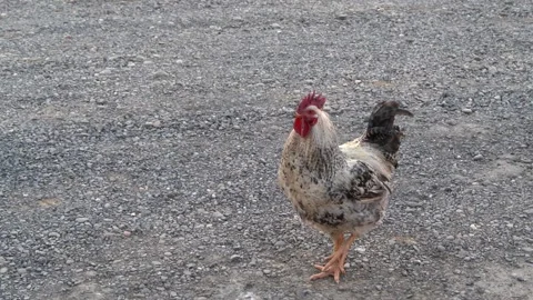 Rooster crows while walking around the farm yard Stockbeeldmateriaal 187618007
