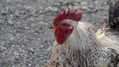 Rooster crows while walking around the farm yard - close-up Stockbeeldmateriaal 187618120