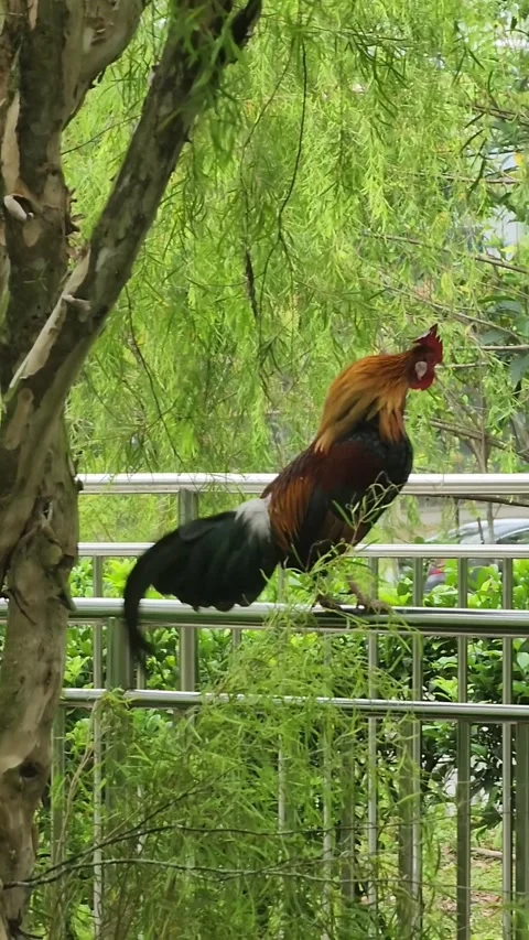 Rooster crows at Yew Tee Park, Singapore Stock Footage 336239054