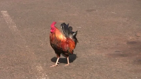 Rooster Cry Stock Footage
