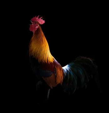 Rooster in the dark 스톡 사진