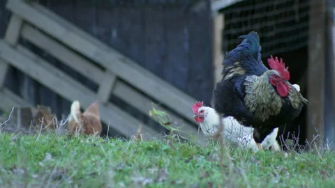 Rooster digs in the meadow and white hen pecks at the grass. Video stock 151156296