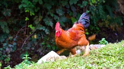 Rooster digs the place on the grass Vidéo 106020226