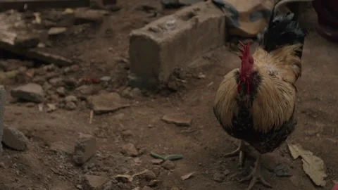 Rooster in dirt slowed Stock Footage 301348037
