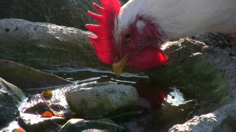 Rooster Drinking Water Stock-Footage 558587