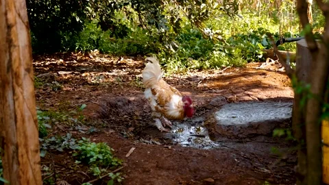 Rooster drinking water Stock Footage 151145558