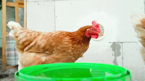 Rooster drinking water from green plastic container on farm close-up. Brown and Vídeos de archivo 342911992