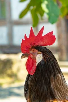Rooster on the dunghill Stock Photos
