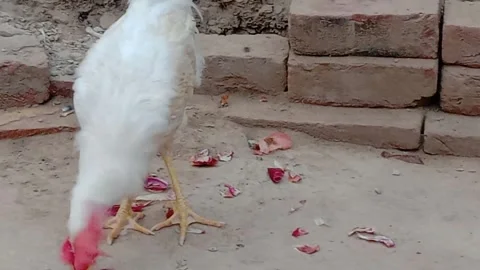 Rooster Eating Breakfast in a Detailed Close-Up View Stock Footage 346568339