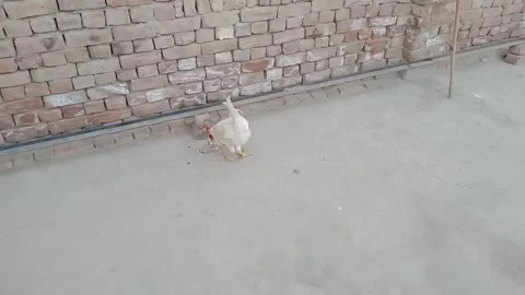 Rooster Eating Breakfast in Front of the Camera Stock Footage 347424527