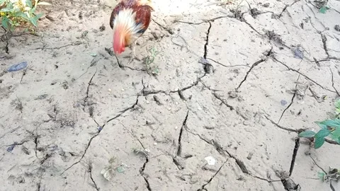 The rooster is eating corn. Close-up portrait of a rooster eating Stock Footage 279902767