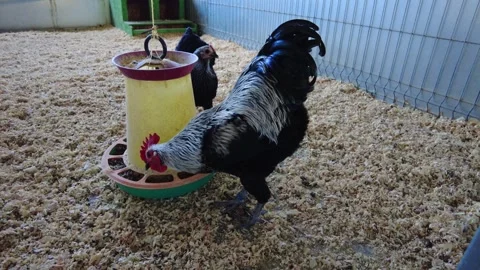 Rooster eating from a feeder in a farm barn setting in the afternoon 스톡 동영상 337123064