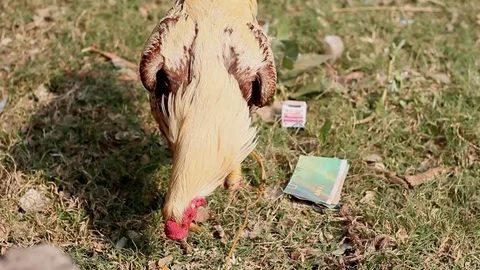 Rooster eating foods Stock Footage 100798053