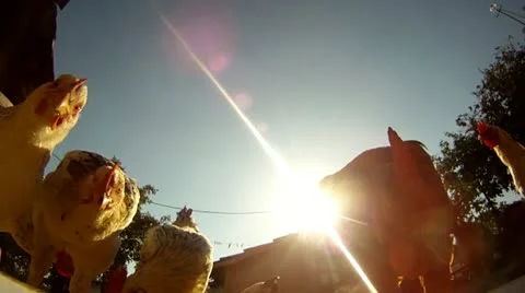 Rooster eating Stock Footage 18963876