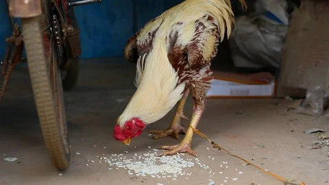 Rooster eating Stock Footage 100798168