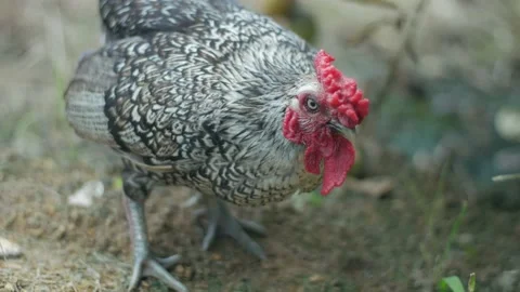 Rooster on eating on grass field ground, natural chicken farm, livestock Video stock 142244646